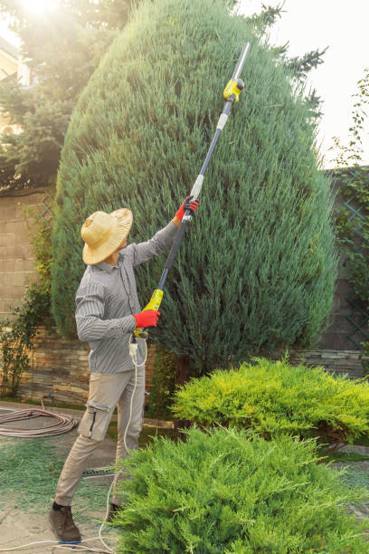 How Our Tree Care Process Works  in St Paul, MN